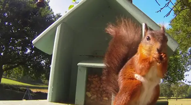 Red Squirel: