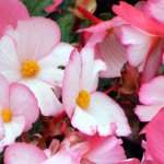 Pink flowers by shankaronline
