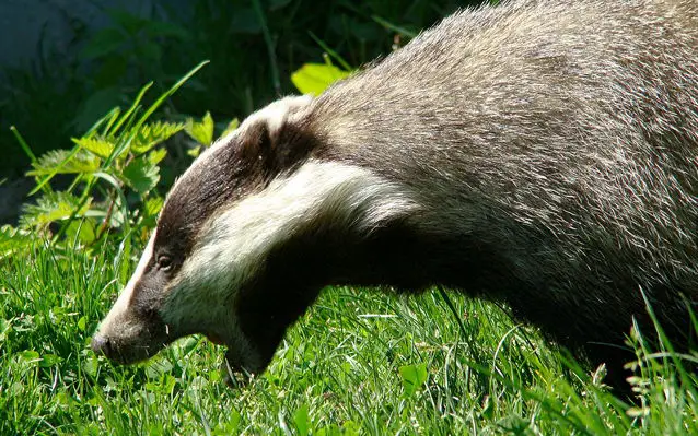 Badger: