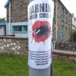 Badger cull poster