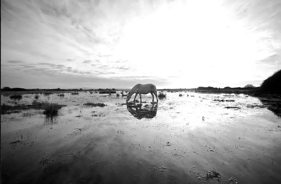 Martin Perry - Horse on beach award winning photo: