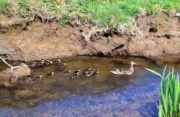 The Wroxall Ducklings