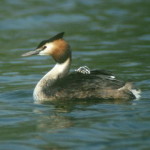 Crested Grebes