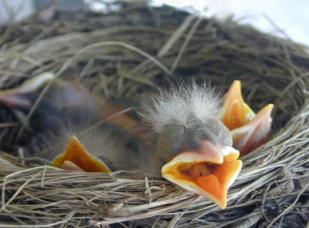 Robins just hatched: