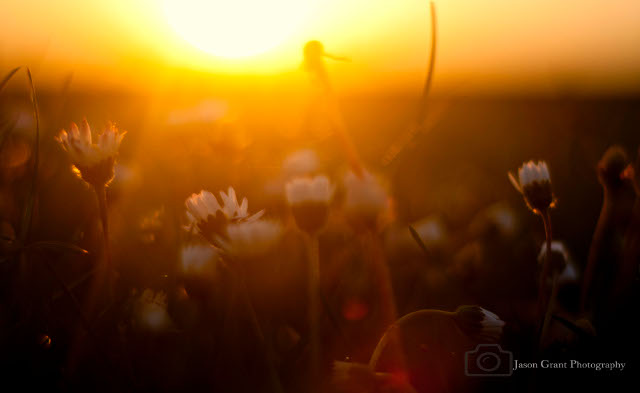 Daisies in the evening sun