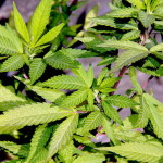 Cannabis leaves: