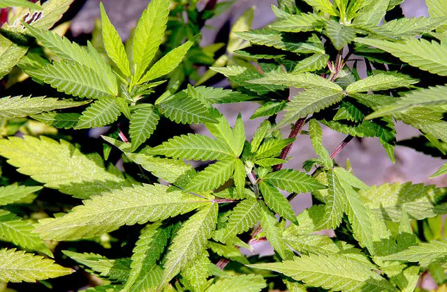 Cannabis leaves: