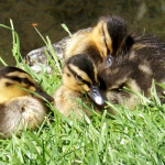 Ducklings at Ventnor Park - June 2014 - 640px