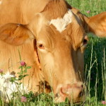Guernsey cow from Briddlesford