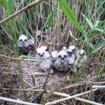 Marsh harrier chicks