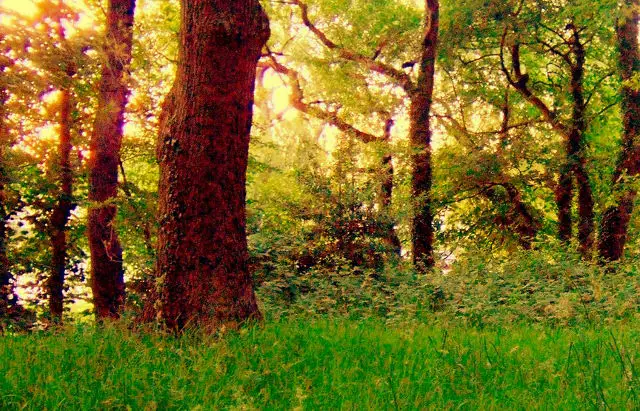 Midsummer forest: