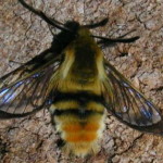 narrow-bordered_bee_hawk-moth_