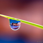 Freshwater Bay in water droplet
