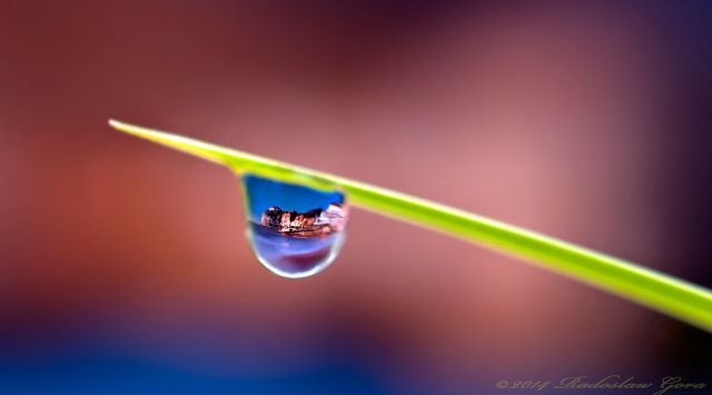Freshwater Bay in water droplet