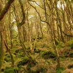 Ancient woodland: