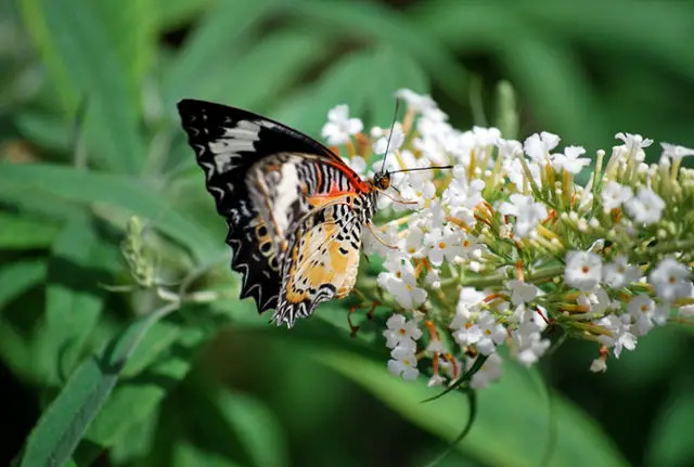 Butterfly :