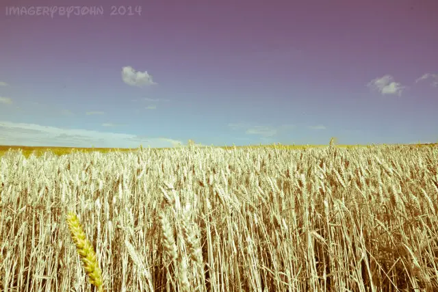 Wheat fields: