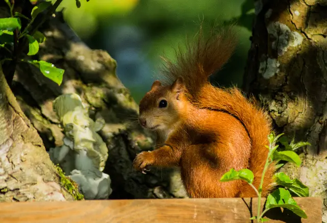 Red Squirrel: