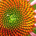 Echinachia- Cone flower by aussiegall
