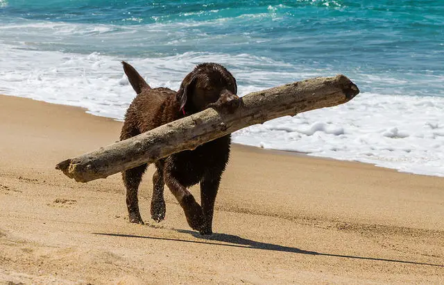 Dog on beach :