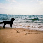 Dog on beach: