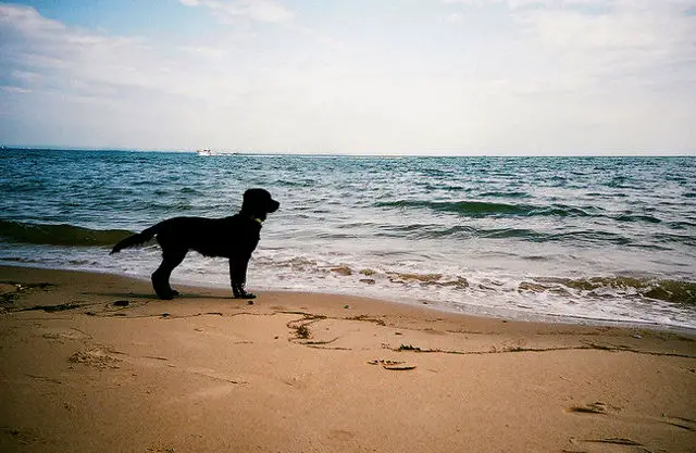 Dog on beach: