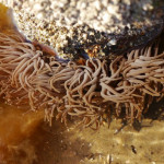 Snakelock anemone: