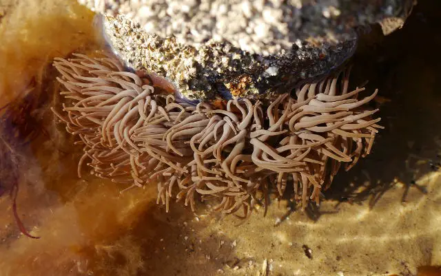 Snakelock anemone: