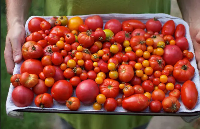 Tray of tomatoes: