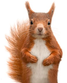 Bob the Red Squirrel: