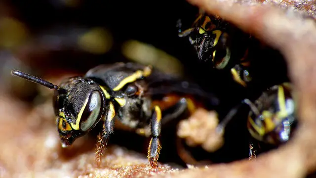 Wasp close up by haquintero