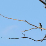 Bee-eater :