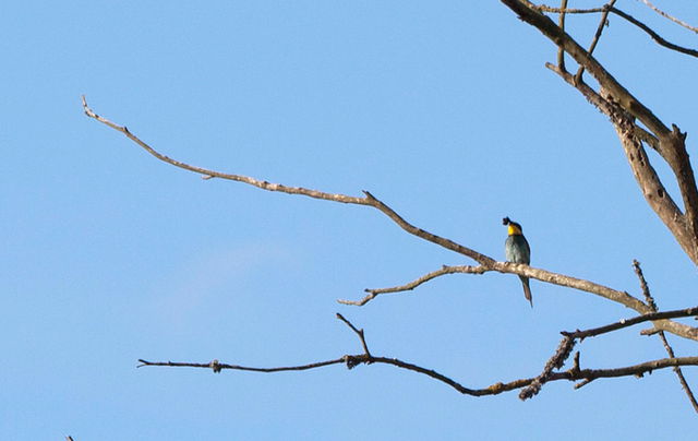Bee-eater :