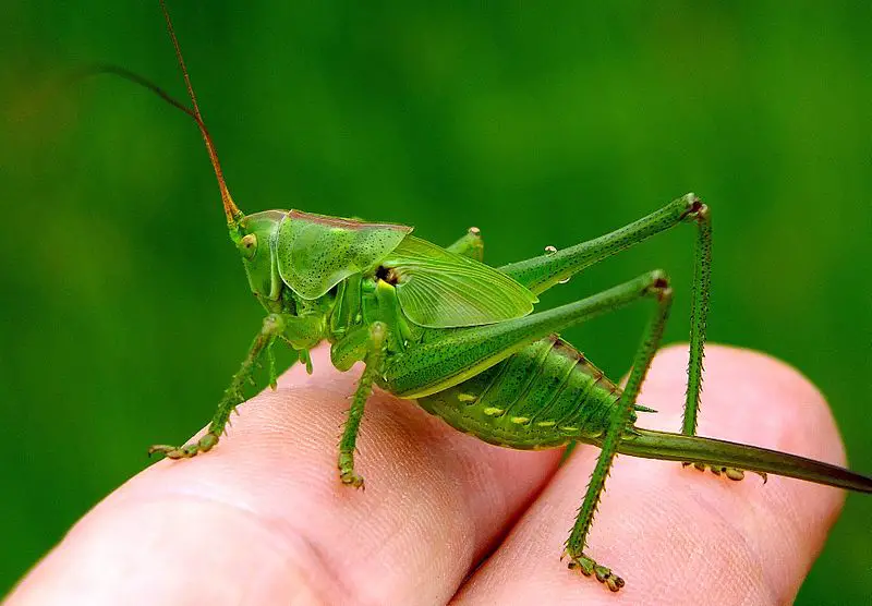 Holding_a_grasshopper