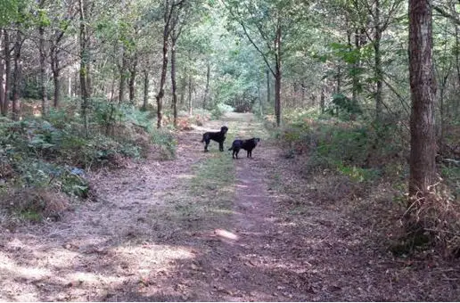 Dogs in forest: