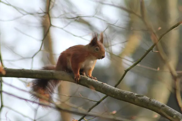Squirrel at Bouldnor Forest