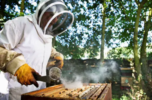 Mary Case - Beekeeping: