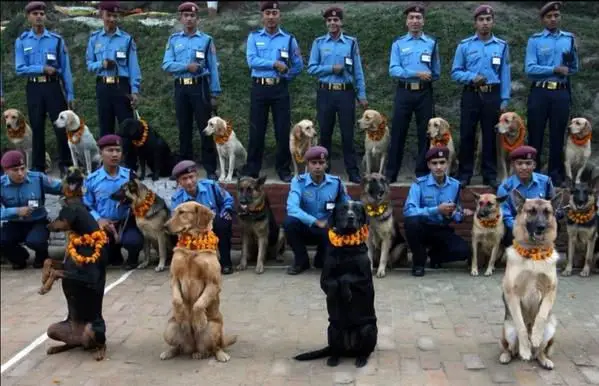 Tihar - dogs performing