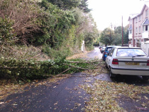 Trinity Road - Tree Down - 21 Oct 2014 - JM