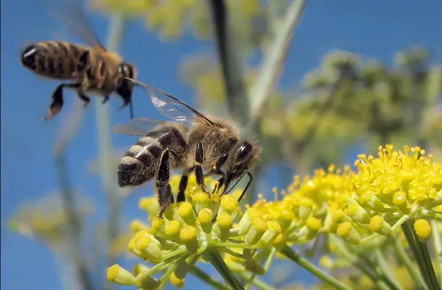 Bees pollinating: