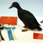 Carol & Ellas Reserve Champion Waterfowl, Black East Indian Duck