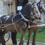 Horses for Barton Manor event