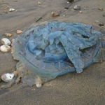 Jellyfish on Sandown Beach by Richard Chantler