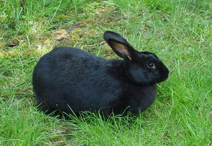 Black rabbit 