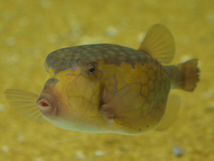 Bluespotted Boxfish Ostracion :