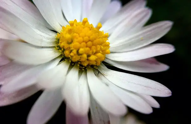 Flower: