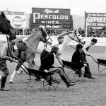 Horse and wheelbarrow race
