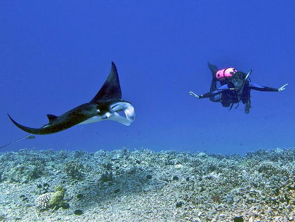 Manta alfredi and scuba diver :