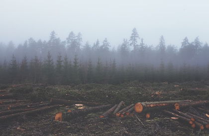 deforestation :