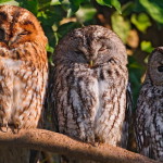 three wise owls